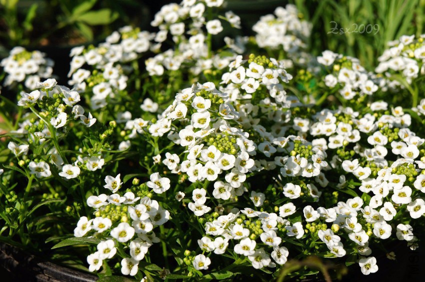 DSC00411.JPG