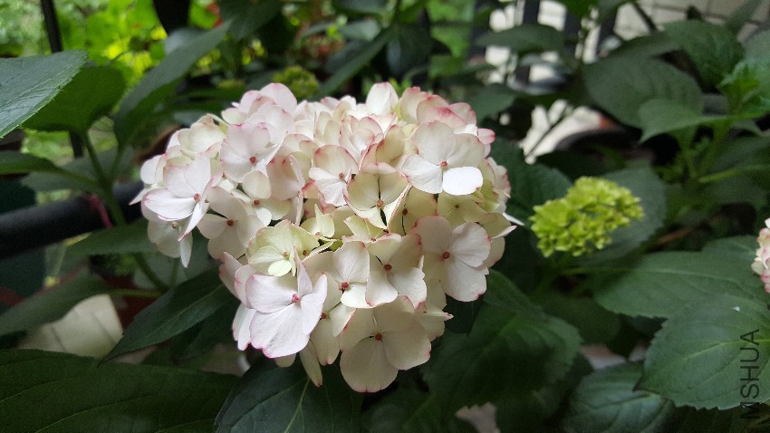 20170505_112633.jpg