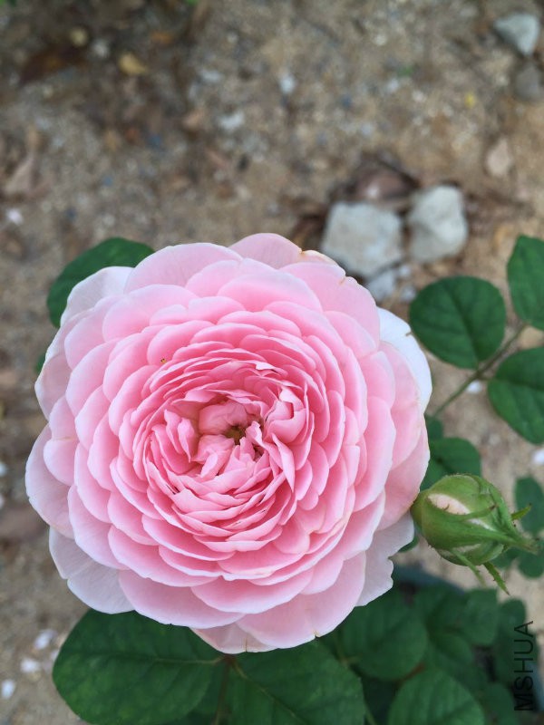 Ů����Ҷ�Ӻܺñ��ϣ�֦����Ӳֱ�������䲻��ͷ