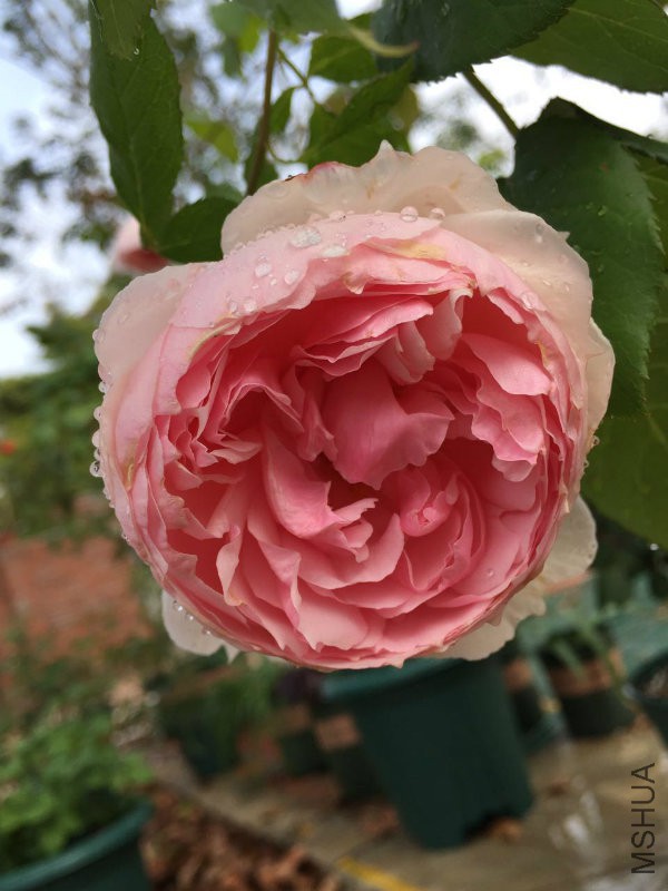 ����£�֦��ϸ������ͷ