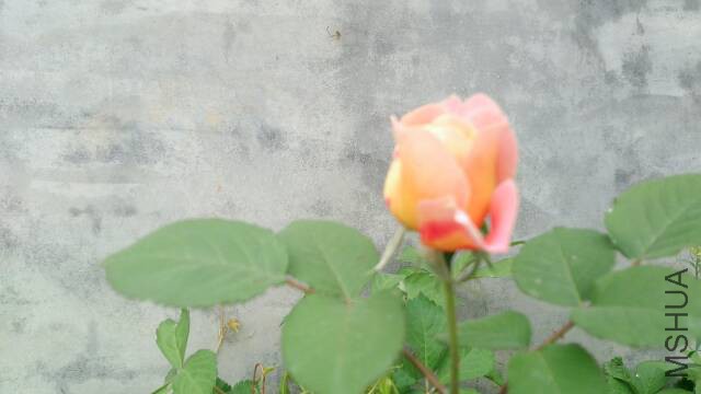 065541soriyuz1sn77or7o.jpg