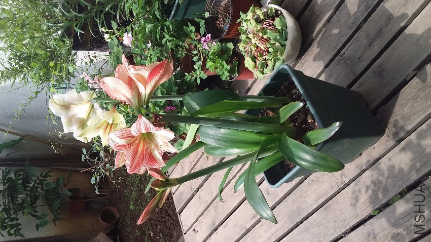 20170506_092952.jpg