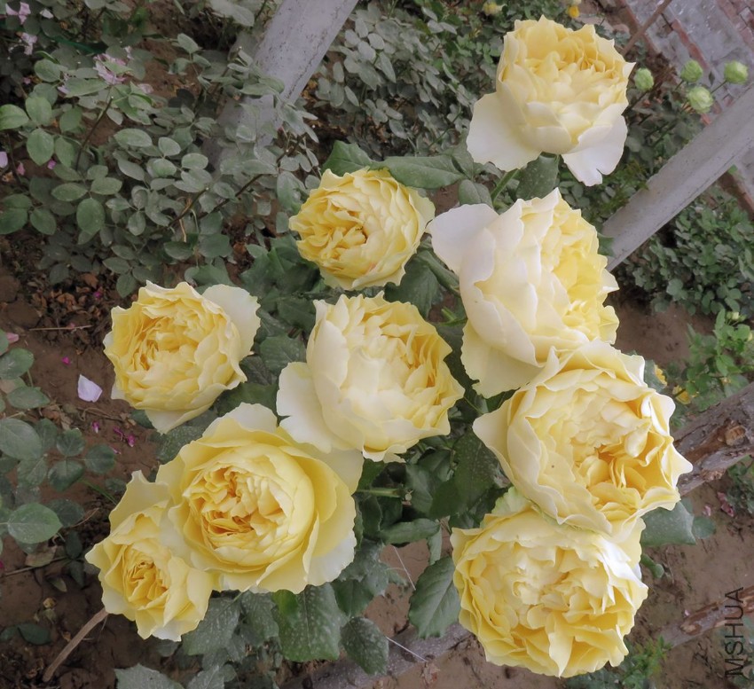 IMG_8287.JPG