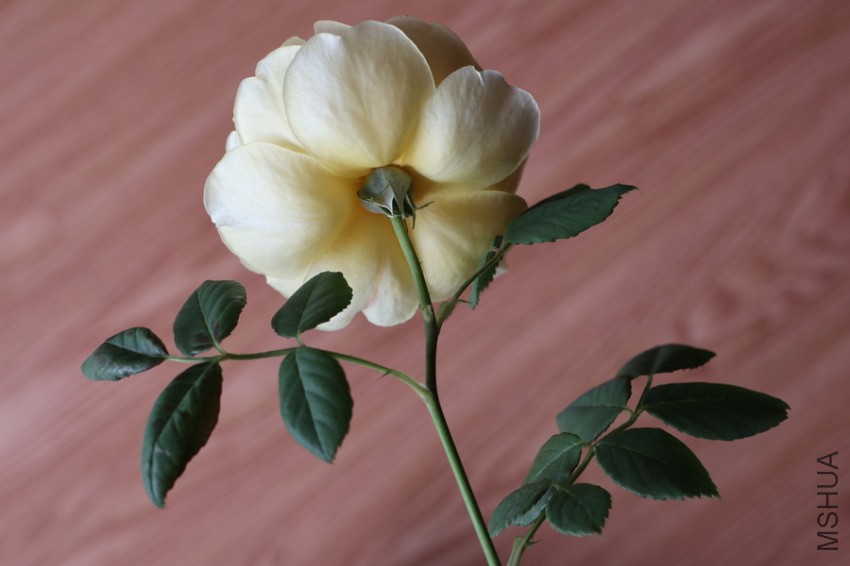 IMG_0666s.JPG
