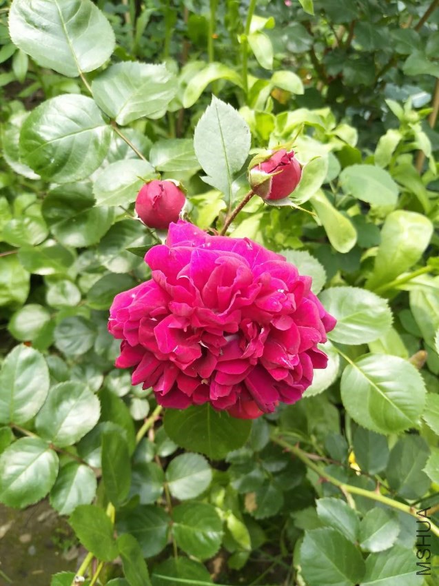 ò���Ǻ�����