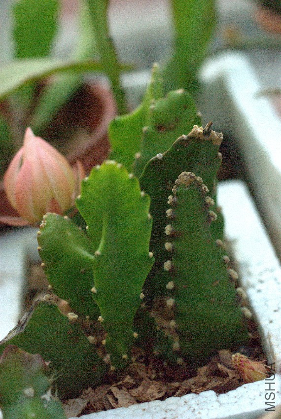 IMGP8241.jpg