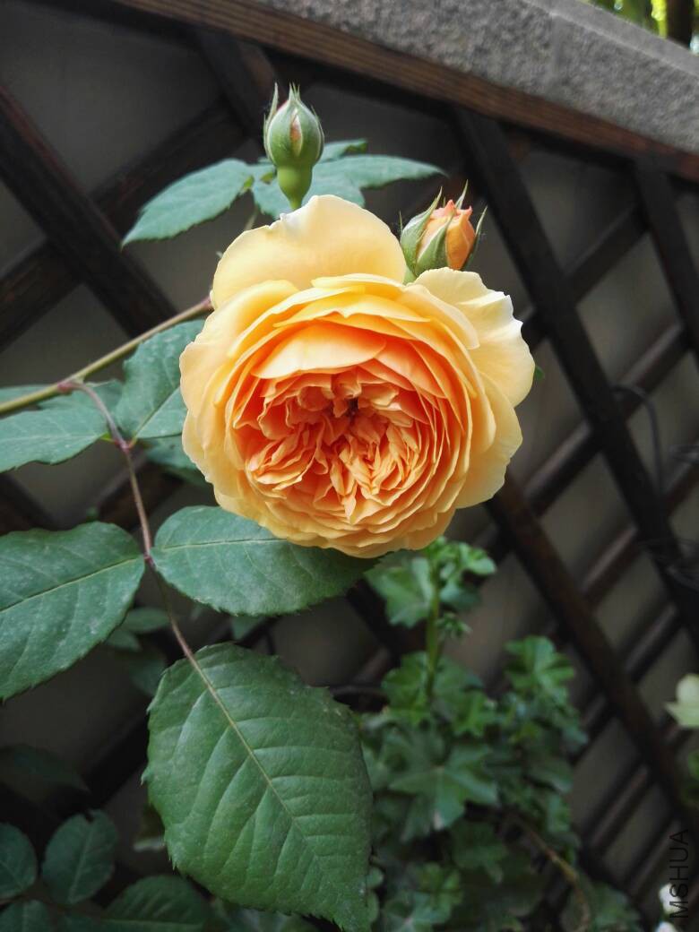 090608j6ta28hd2ll96kl8.jpg