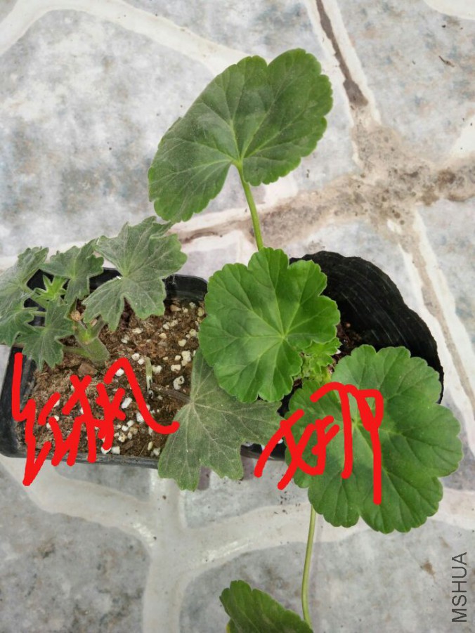 QQͼƬ20170507095743.jpg