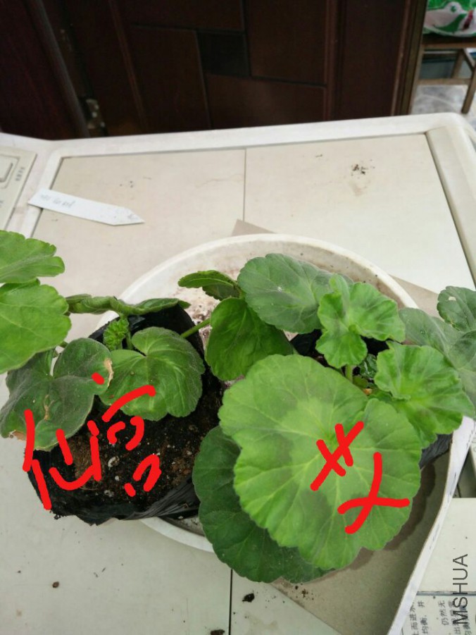 QQͼƬ20170507095704.jpg
