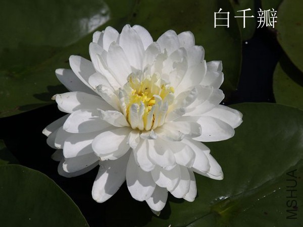 white1000petals.jpg