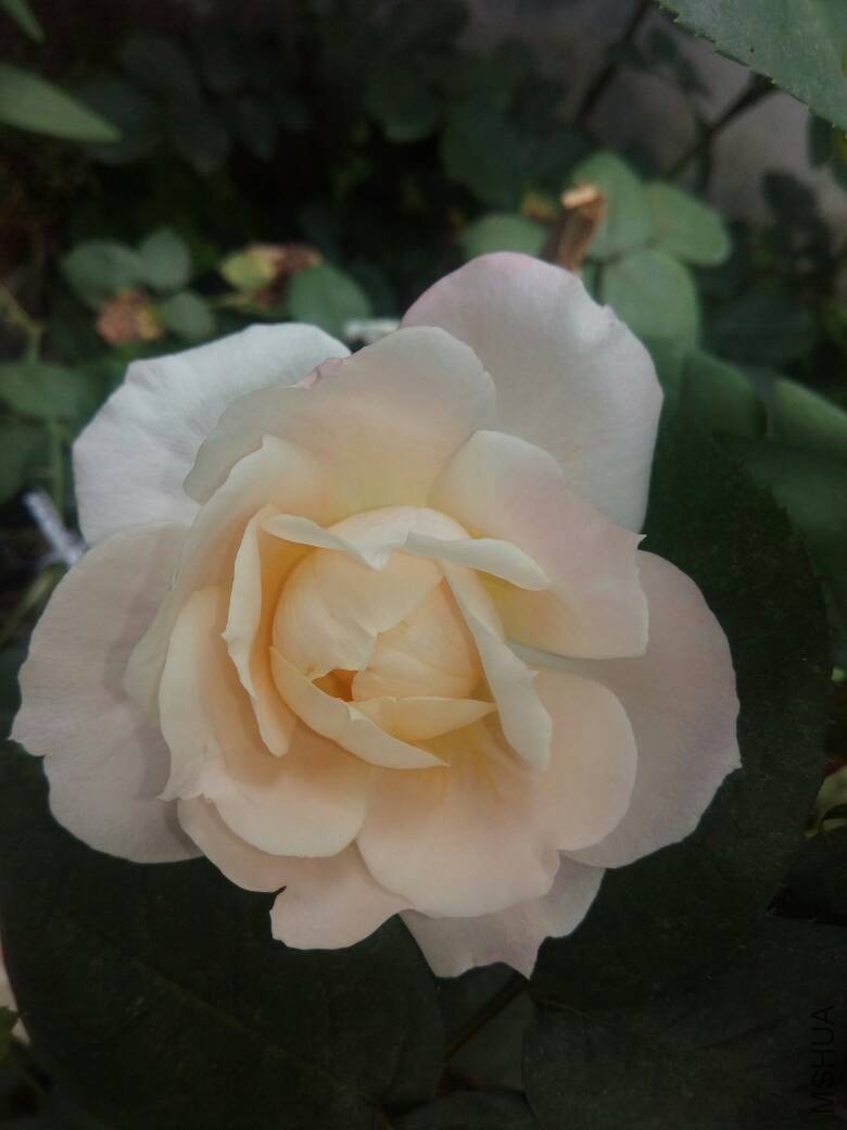 130506zpr0qzs2083fpcnq.jpg