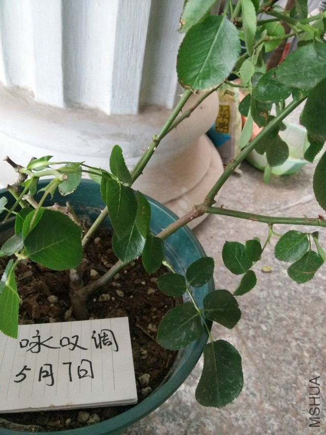 ��ܽ����