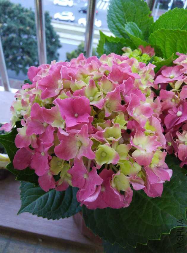 IMG_20170507_184632.jpg
