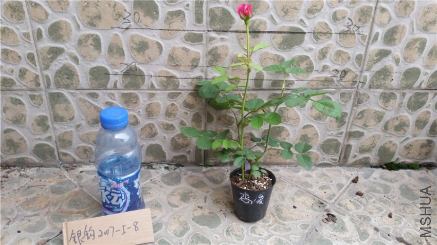 ����.jpg
