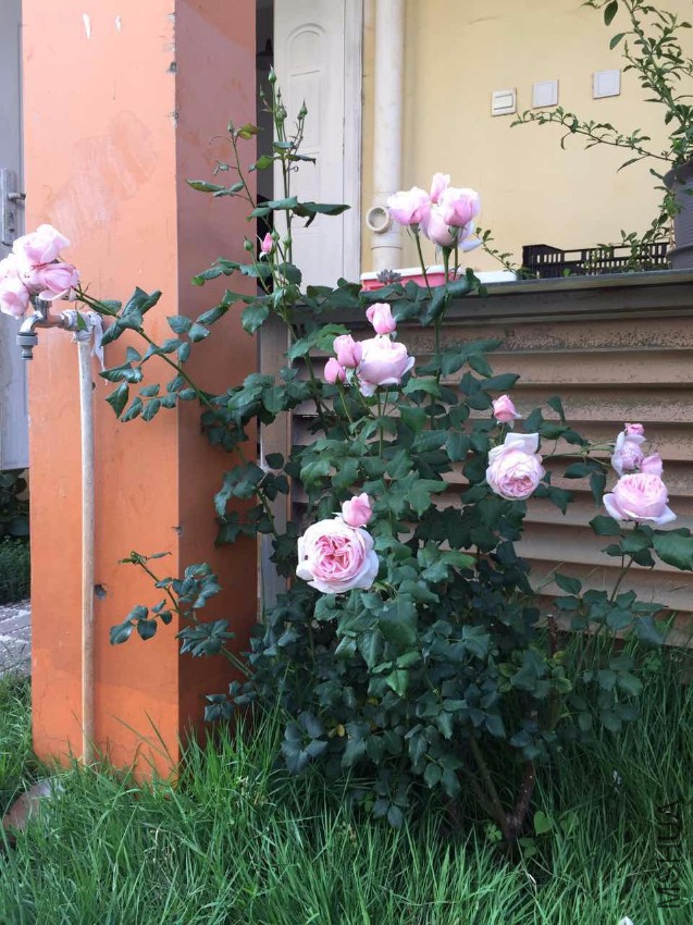11.pic.jpg