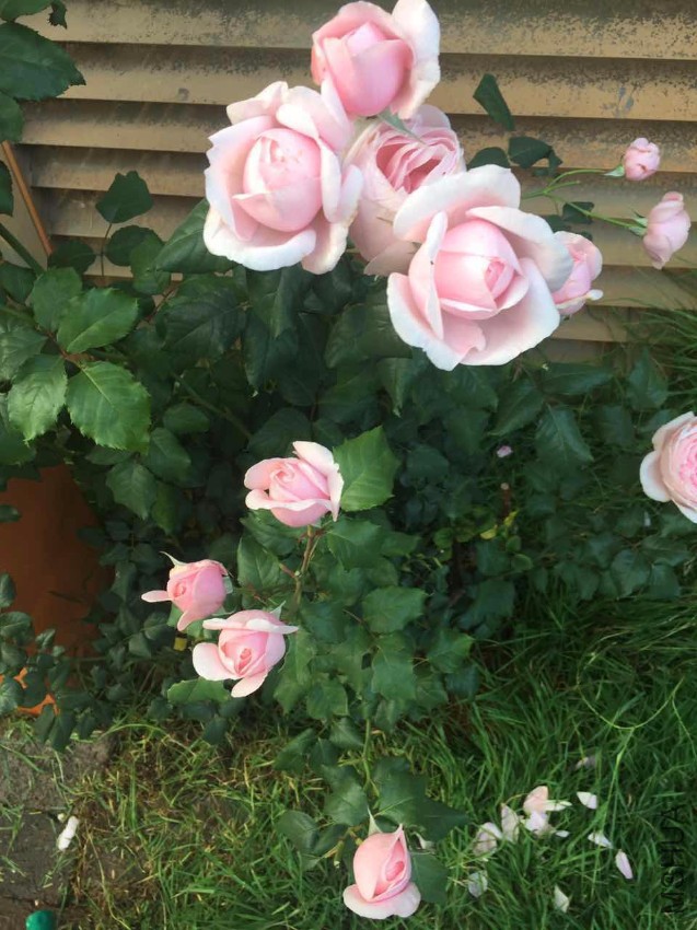 13.pic.jpg