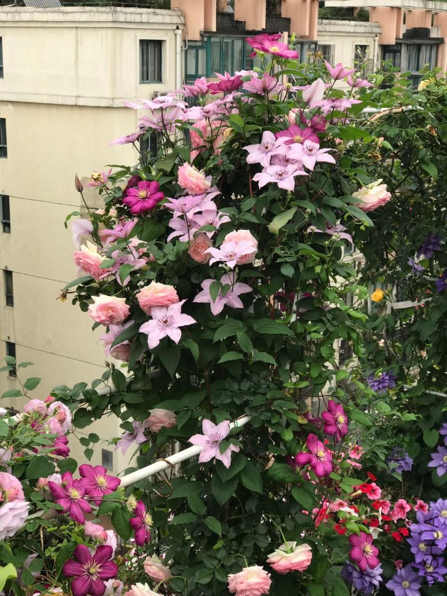 ����ʢ��