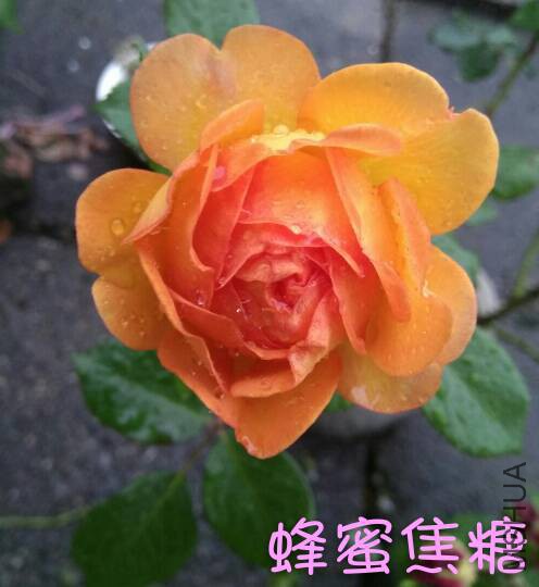 131102uxvitr11rhsi7rsm.jpg