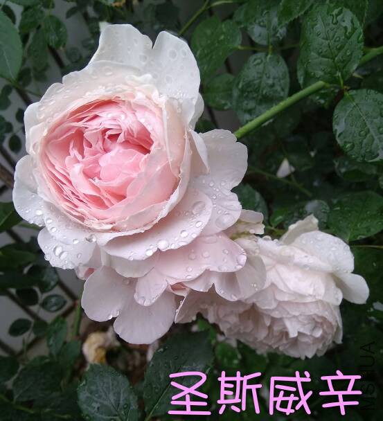 131103nlytyn2nzx26cntc.jpg