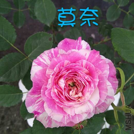 131106tlhkslkuk1tlmjlu.jpg