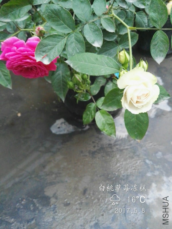 IMG_20170508_175238.jpg