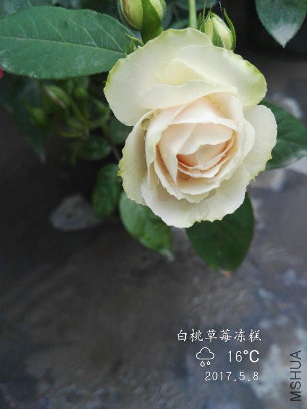 IMG_20170508_175241.jpg