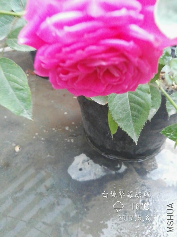 IMG_20170508_175244.jpg