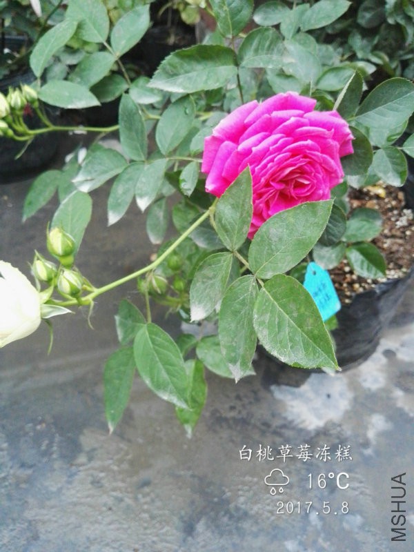 IMG_20170508_175257.jpg