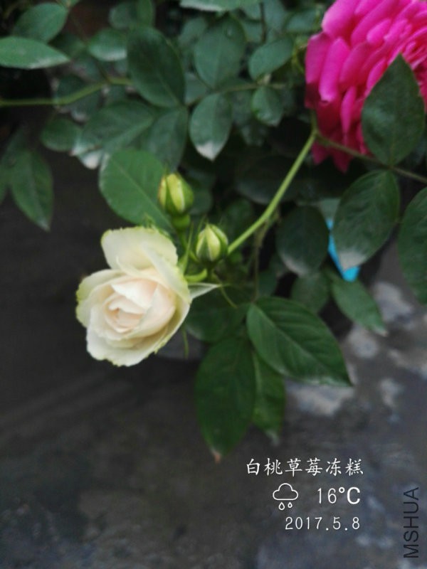 IMG_20170508_175302.jpg