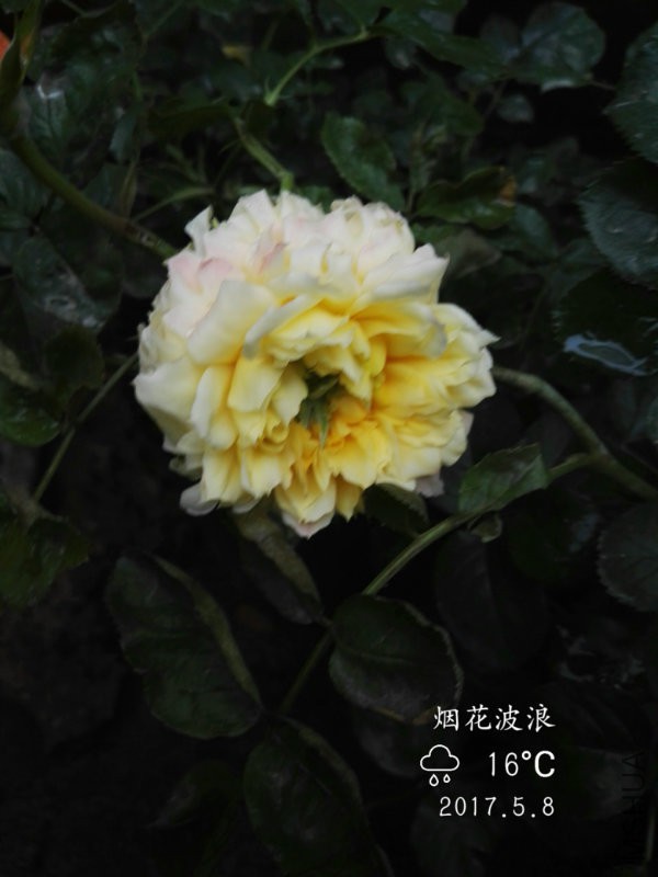 IMG_20170508_175027.jpg