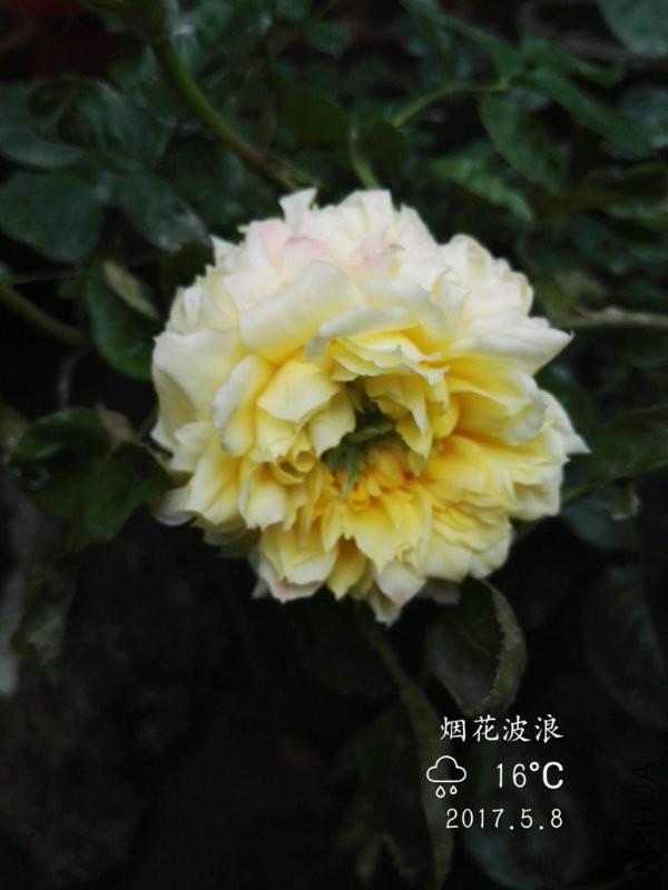 IMG_20170508_175035.jpg