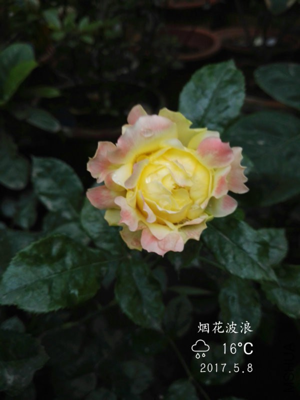 IMG_20170508_175038.jpg