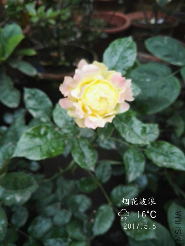 IMG_20170508_175040.jpg