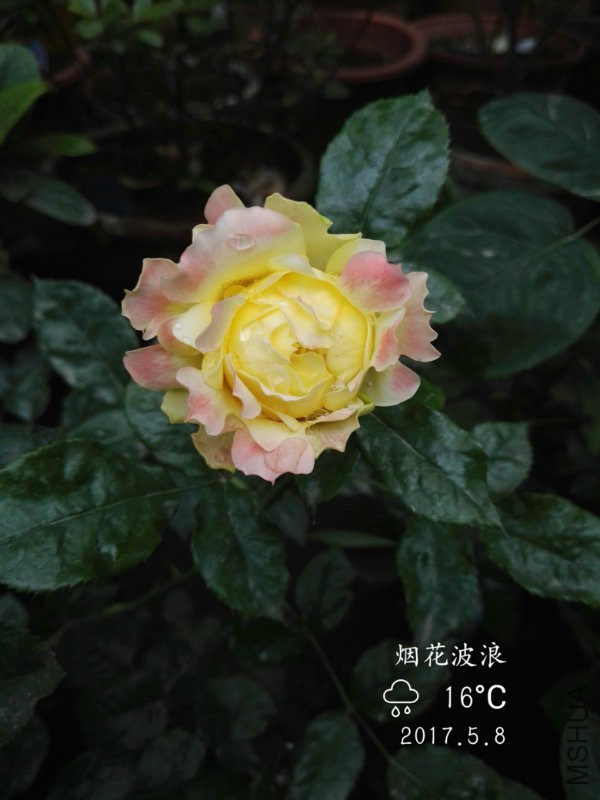 IMG_20170508_175043.jpg