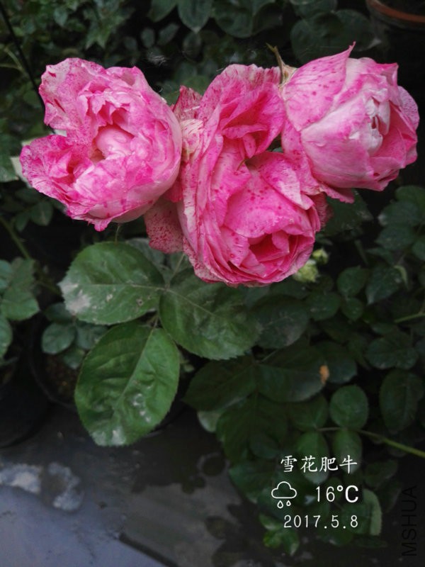 IMG_20170508_175100.jpg