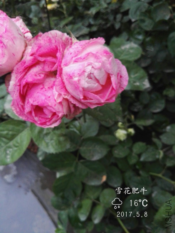 IMG_20170508_175103.jpg