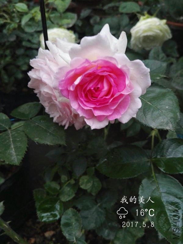 IMG_20170508_175135.jpg