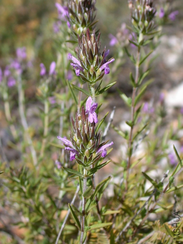 1200px-Thymbra_spicata_1.jpg