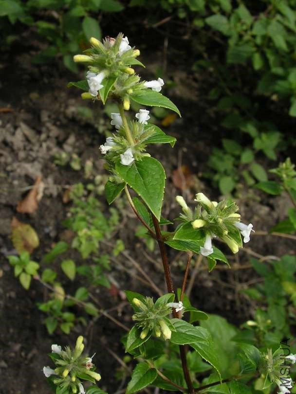Minthostachys acris.jpg
