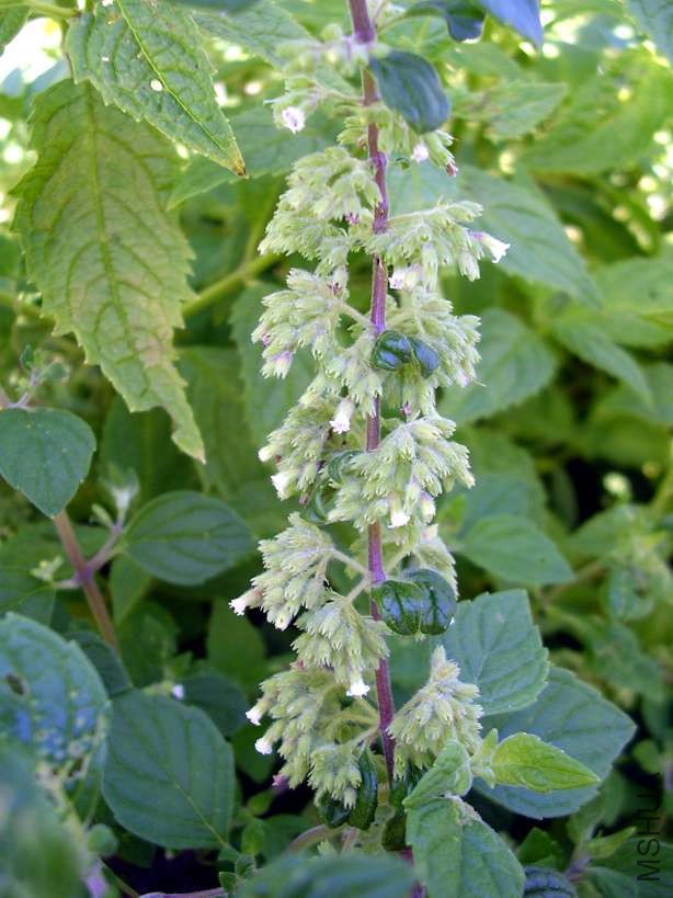 Minthostachys verticillata.jpg