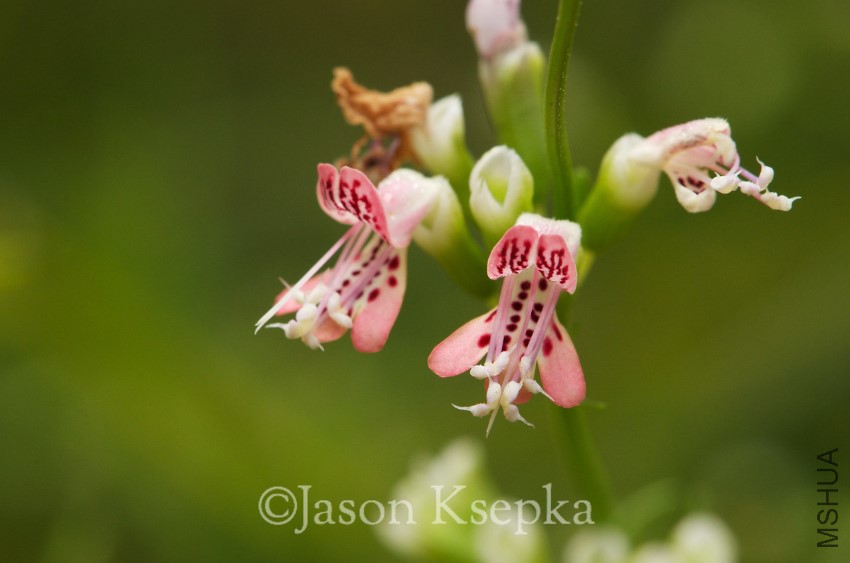 Dicerandra cornutissima, Long-spurred Mint; Marion County, 13430 NE 188th Place,.jpg