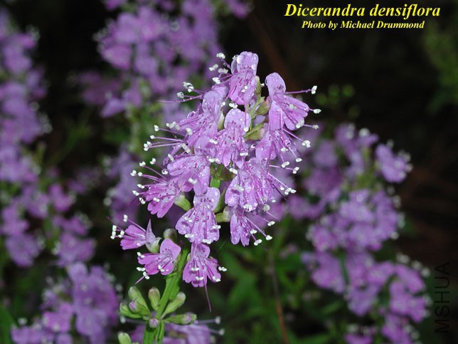 Dicerandra_densiflora4.jpg