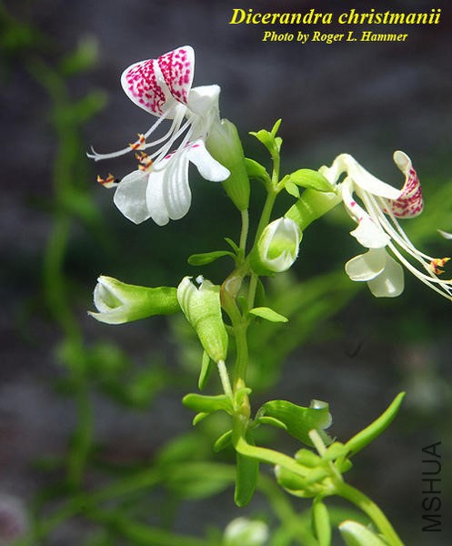 Dicerandra-christmanii_reference.jpg