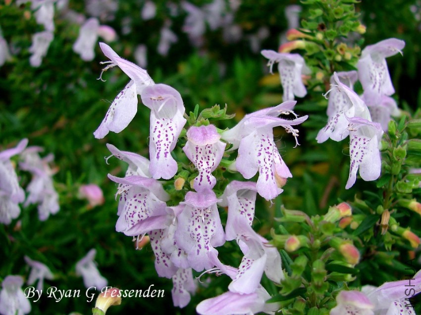 conradina_etonia___etonia_rosemary_by_fezzgator-d63np9c.jpg