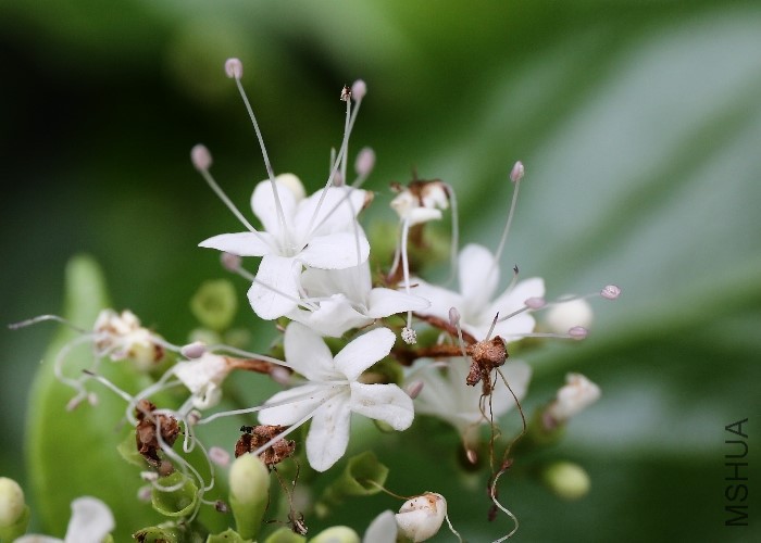 Feb 17 Red Arrow GPS  2935 RF - Glossocarya hemiderma FN 5986   (34).jpg