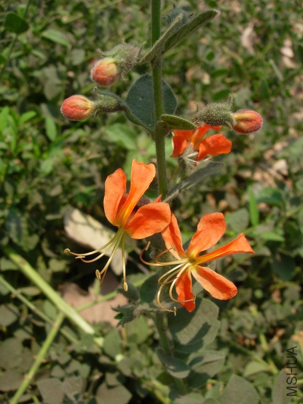 KalahariaUncinataFlower.jpg