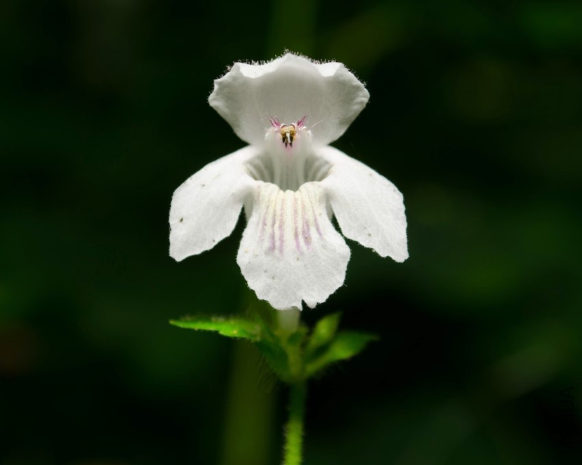 Synandra hispidula.jpg