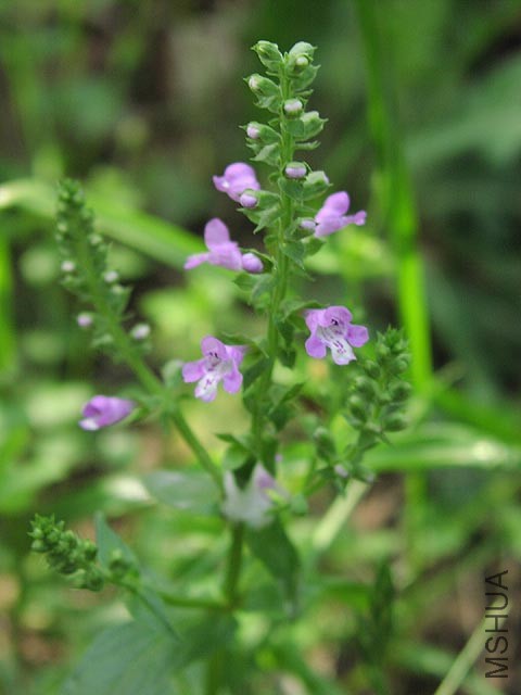 Brazoria scutellarioides flowers2.jpg