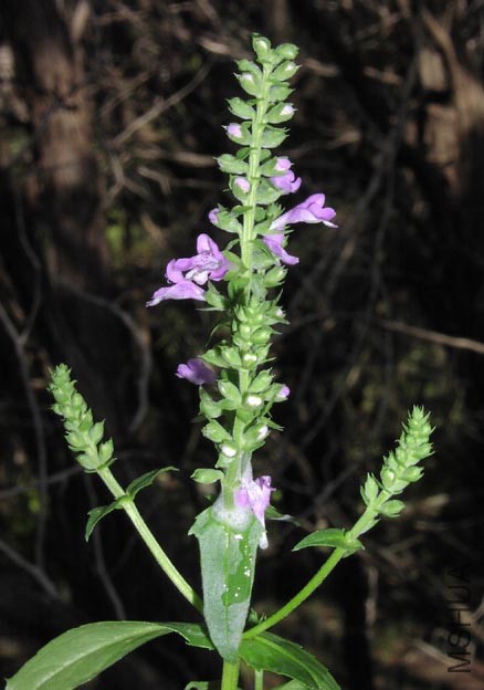 Brazoria scutellarioides inflorescence.jpg
