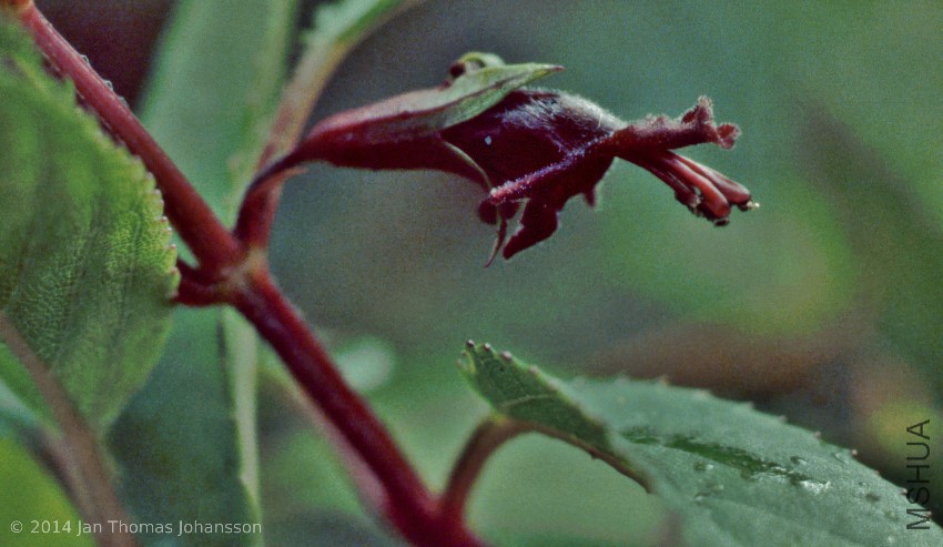 Stenogyne kaalae Puu Kaua, Oahu, Hawaii 840226.jpg